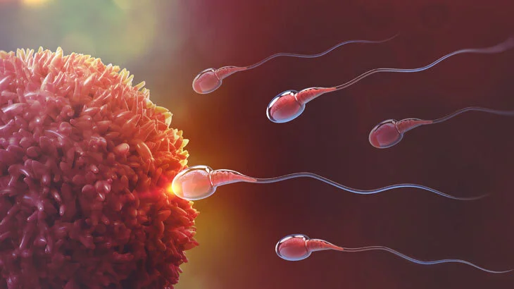 Disa mite për spermën, të cilat thjesht nuk duhet t’i besosh më