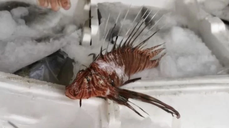 Kapet në Vlorë peshku-luan, është helmues