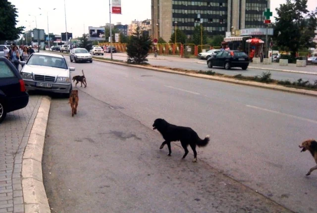 Turistja çeke kafshohet nga qeni endacak në Prishtinë