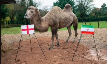 Das Kamel sagt voraus, wer den England-Kampf Iran gewinnen wird