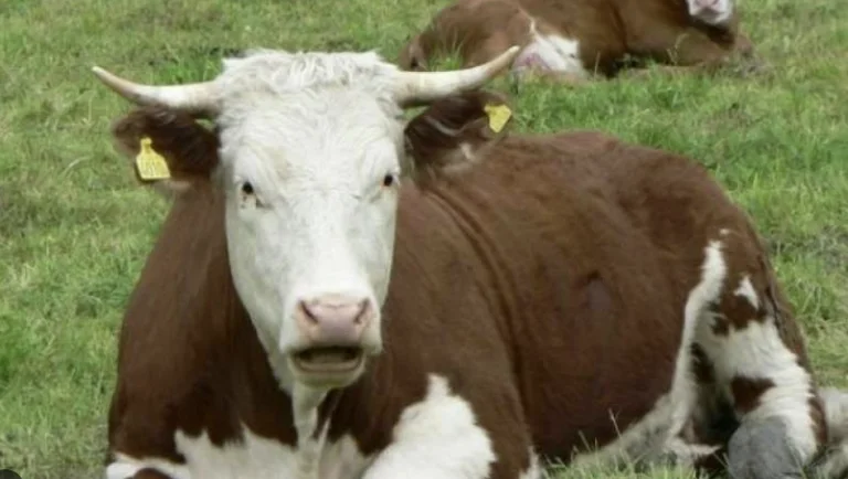 The police find a cow without papers: Frees the cow and the man