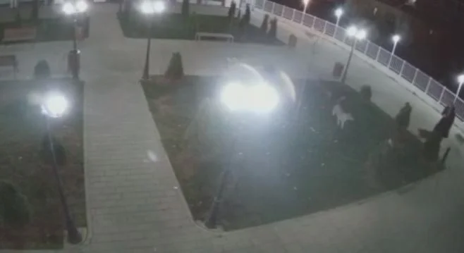 U sulmua nga qentë endacakë, viktima i drejtohet Ramës: Çka do të thoje po të sulmohej nëna apo gruaja jote