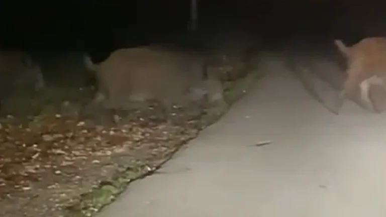 Wildschweine eindringen den Germ (VIDEO)