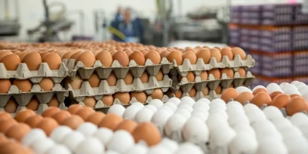 Escursioni in Kosovo, uova, zucchero costosi