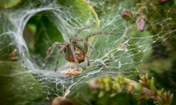 El veneno del insecto repara el daño causado por un ataque al corazón