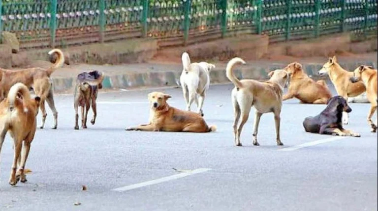 proyecto de estrategia aprobado para la gestión de perros callejeros