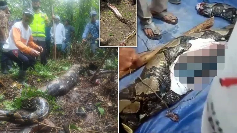 It went out to pick mushrooms, 7-foot piton swallowed alive Indonesian