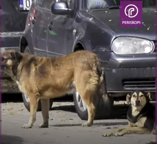 The horror road in downtown Pristina: On one side of the fast cars, on the other, wandering dogs.