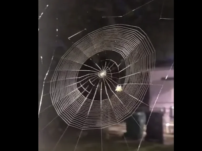 Do të mahniteni kur ta shikoni se çfarë arkitekte e shkëlqyer është merimanga
