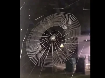 You'll be amazed to see what a great architect the spider is.