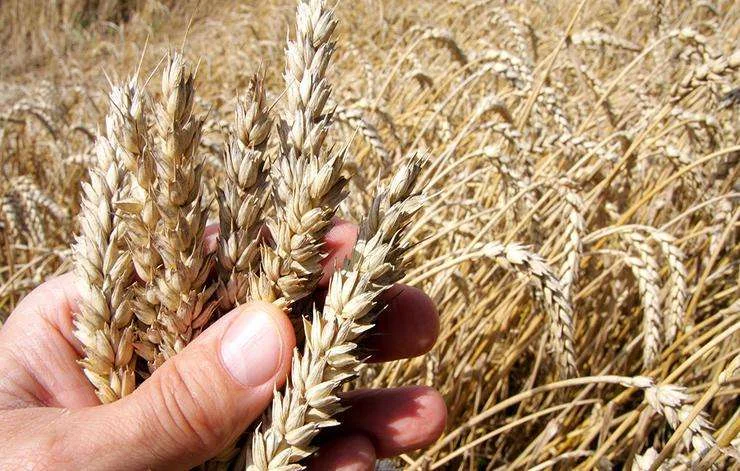 70 million people worldwide hunger because of the war in Ukraine