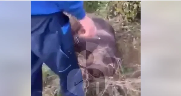 Auto colpi orso in Pec, muore invece (Video)