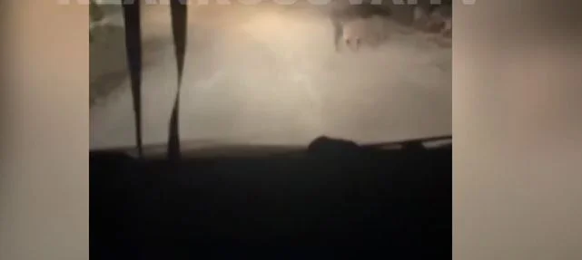 Eine große Herde von Wildschweinen erscheint in Butofc (Video)