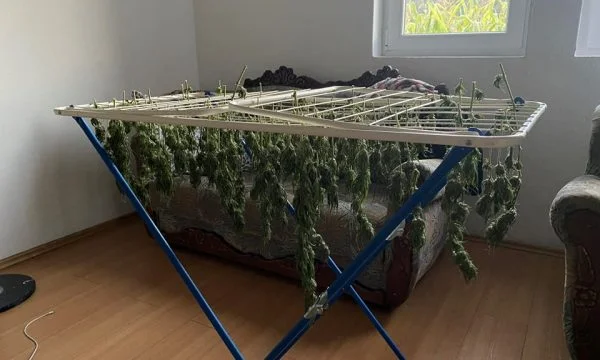 The prosecution seeks detention for the bloodline that was captured by drying marijuana on the wire