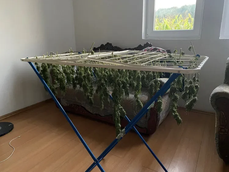 They catch 33 cannabis plants in a house in Gjakova