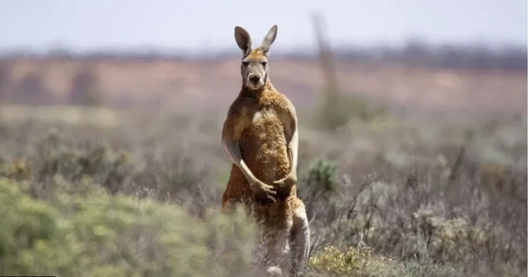 Kangaroo kills its owner in Australia