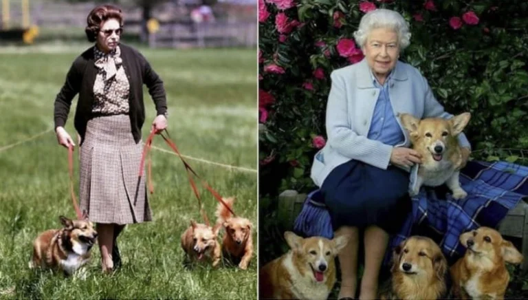 Descubrido quién cuidará de los perros de Queen