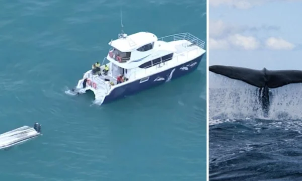 The whale capsizes the boat, loses the life of five people