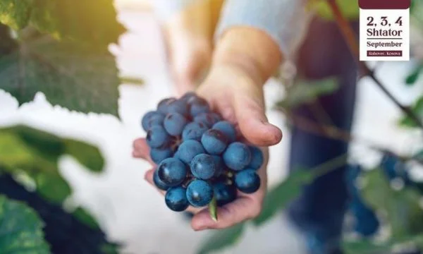 Today begins the grapes harvest festival “Held Fest 2022”, after two years of pause
