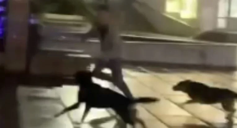 Disturbing, a boy is pursued by a bunch of dogs in Pristina squares (VIDEO)