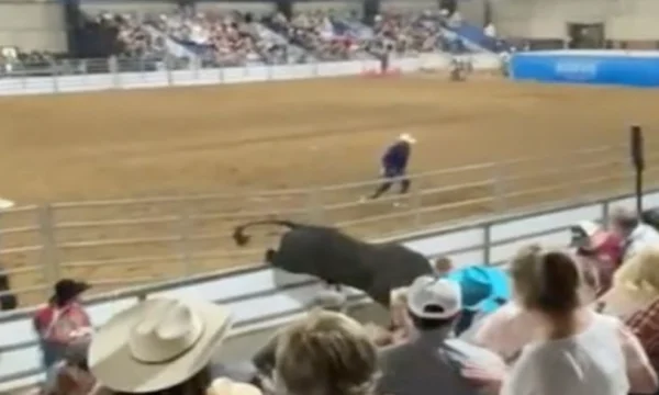 Moments of horror in Florida, bull breaks siege and attacks crowd