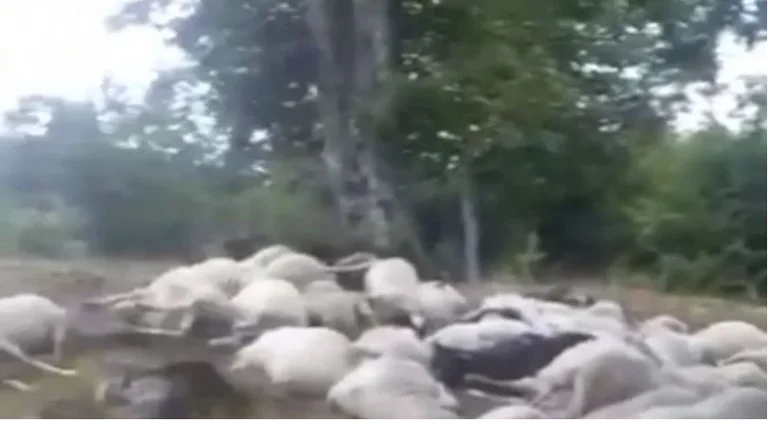 Rrufeja vret 150 krerë dele, çobani në lot: Mbaja familjen