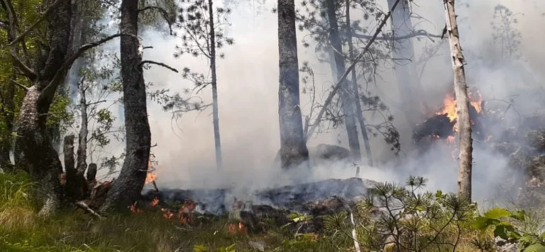26 Dead From Forest Fires in Algeria