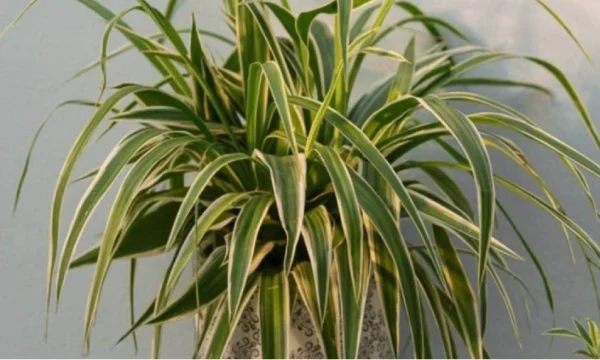Questa pianta presente in molte case causa avvelenamento