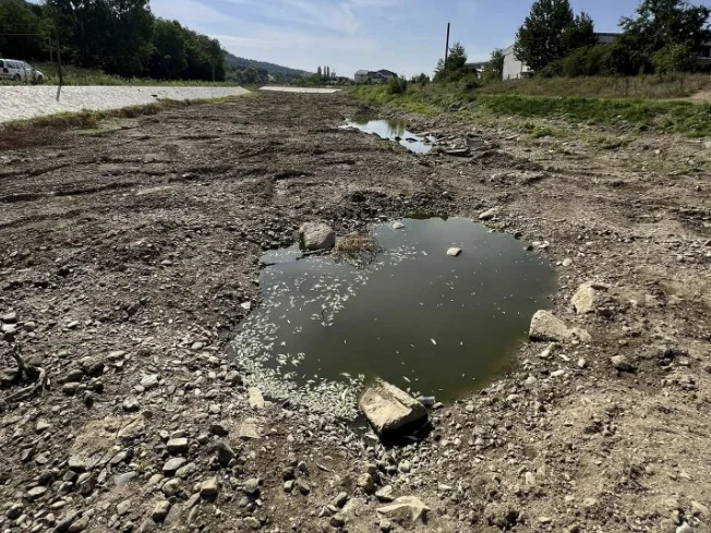 Ster Fluss in Kamenica, Fisch sterben