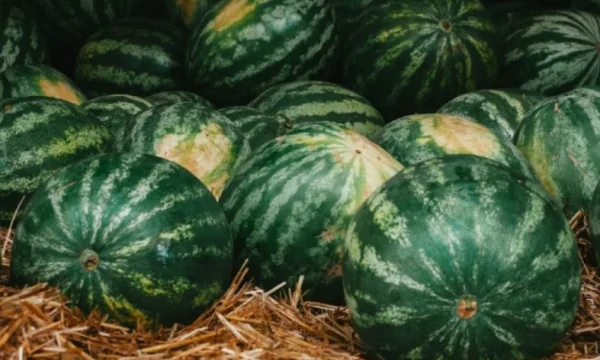 The secret everyone wants to know, what's the point of the watermelon size?