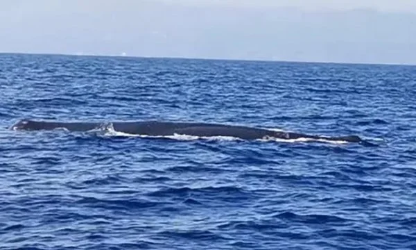 El capitán del barco lo rastrea con una cámara.