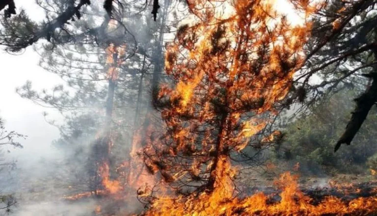 Fire situation in Albania, 34 seats in 24 hours, over a thousand ground forces
