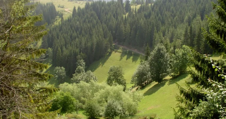 Gli insetti sono gravemente dannosi foreste di Dukagjin