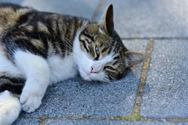 Miu, miu: Katzen heute haben ihren Tag