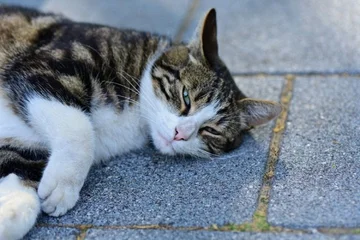 Miu, miu: Los gatos hoy tienen su día