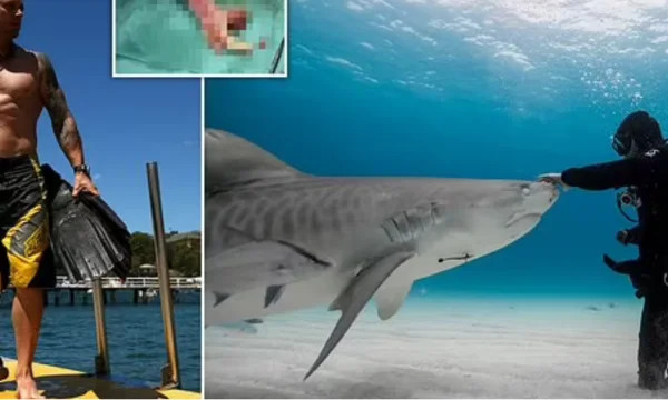 The professional diver describes the moment he lost his hand in the shark's first attack