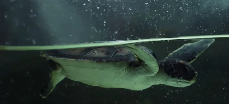 Après avoir été sauvée dans l'océan, les tortues ne font que du plastique pendant six jours