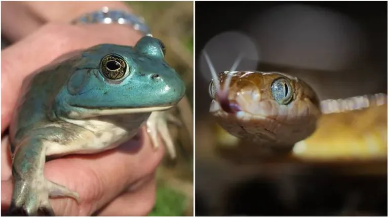 Study: American frog and tree snake have caused billions of damage to the world economy