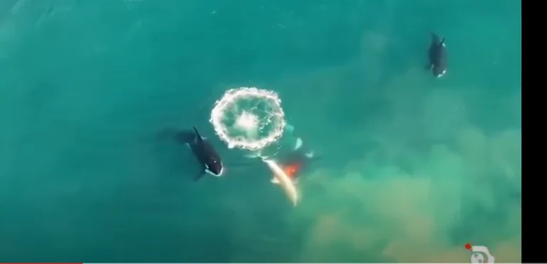 Filmed for the first time by killing a shark (VIDEO)