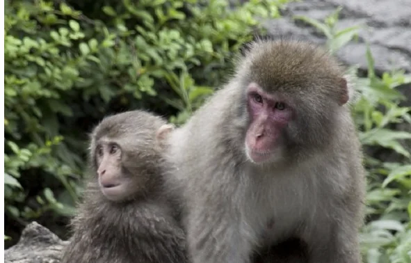 BBC: Les singes s'affrontent avec des Japonais, blessent 50 citoyens