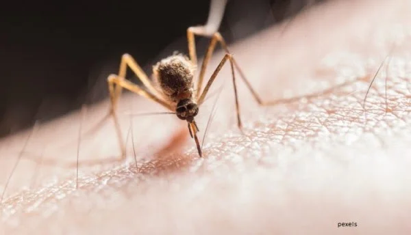 Mosquito Coconut