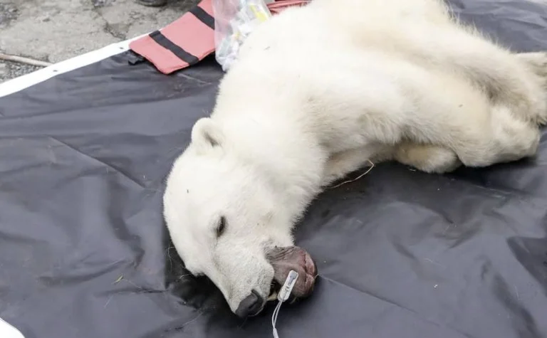 Un orso è lasciato con un latte può all'interno della sua bocca, salvato dai veterinari