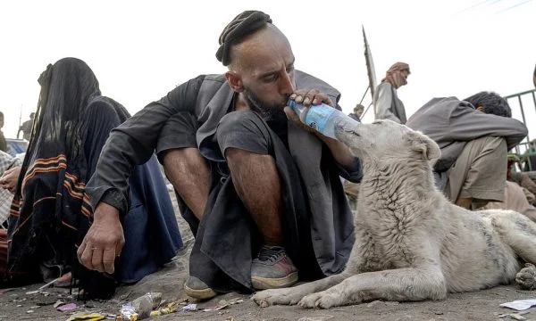 We all know the State where dogs are addicted to drugs.