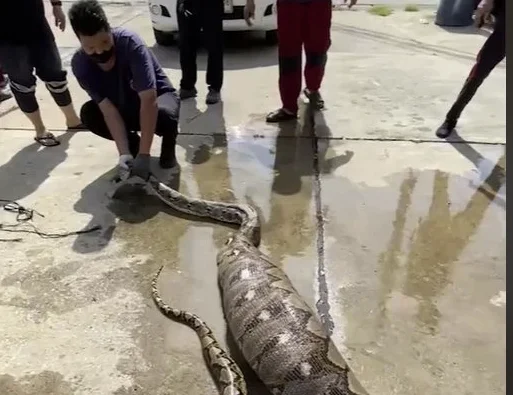 Dos perros desaparecidos se encuentran dentro de la longitud del estómago del pitón de 6.7m