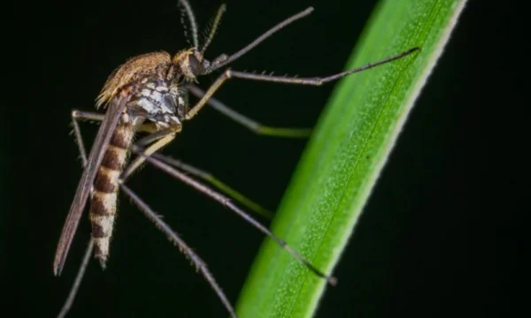 Cuidado con la ropa que llevas, cuatro colores que atraen mosquitos