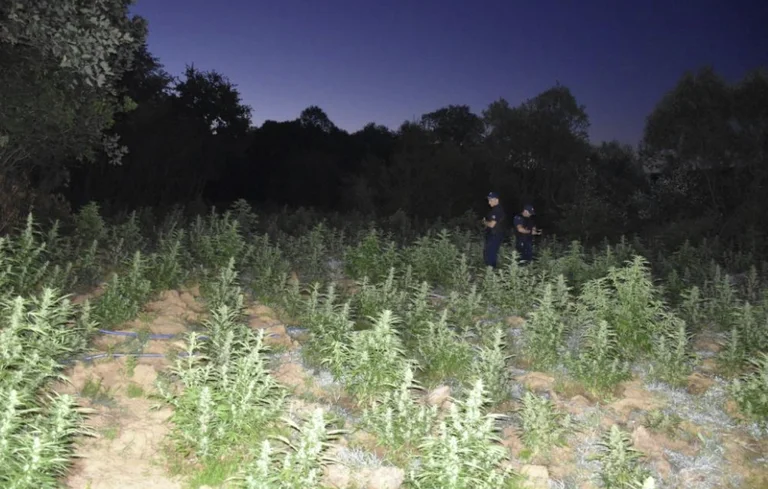 Get photos: In the village of Malisheva, where police found 4 thousand narcotic plants including cannabis rasad