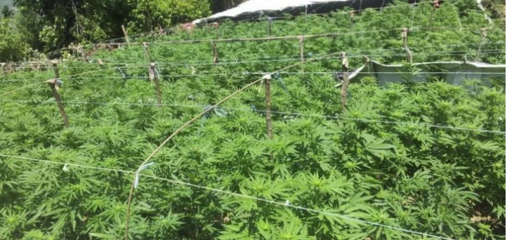 Nardroga a Malisheva: 41 anni hanno 3.000 piante narcotiche lungo tre piedi