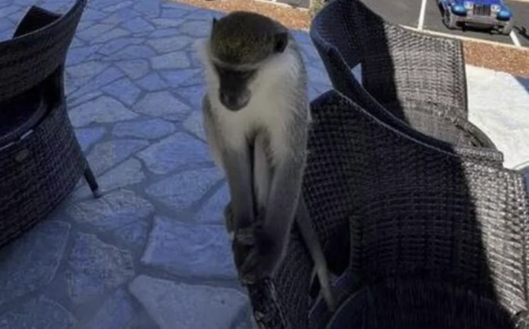 The monkey in Saranda slapped the cops: The owner wants to leave him alone.