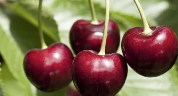 Japón: Un grano de cereza, vendido por $300, una caja de novet