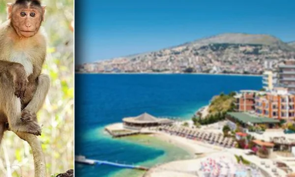Strange, the monkey slaps the city cops in Saranda